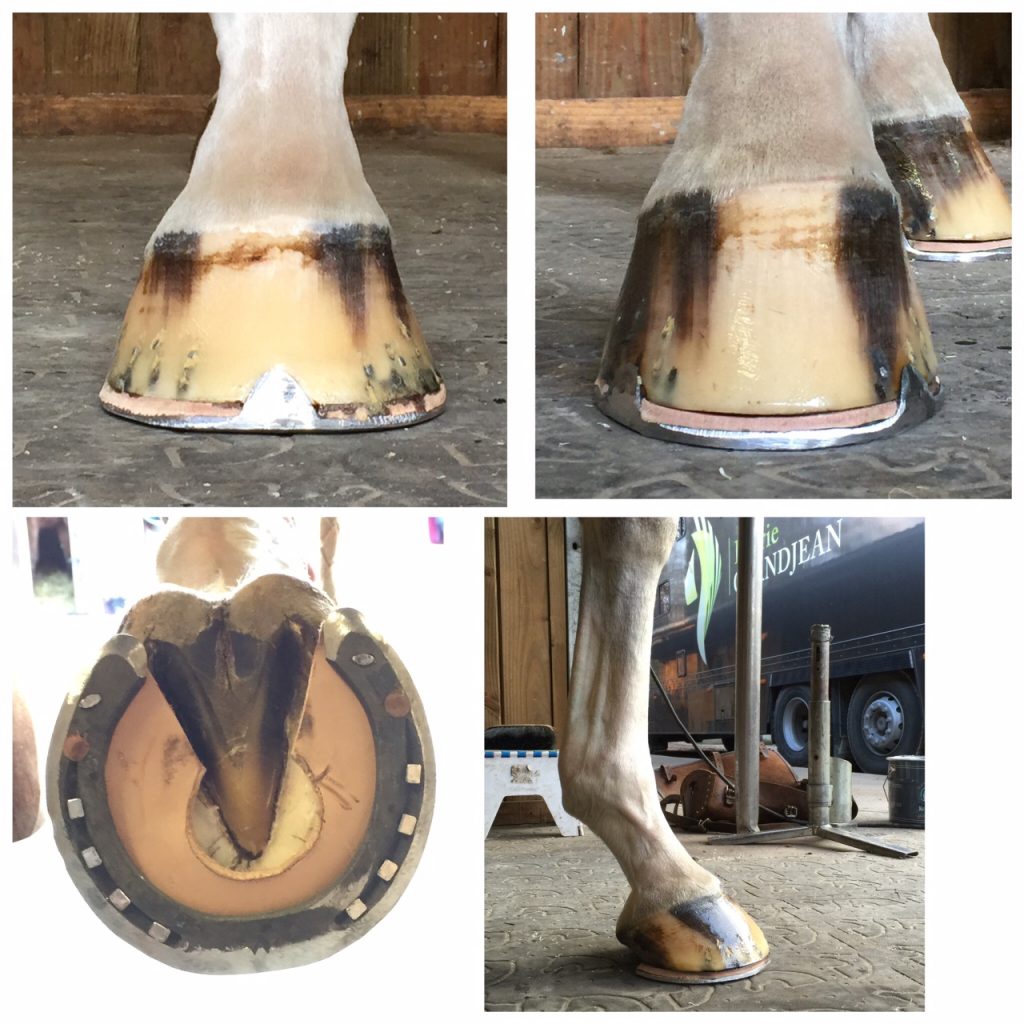 Ferrure Orthopédique Du Cheval – GTFJ
